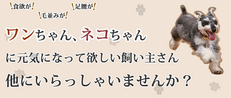 �L�p�T�v�������g�A�L���O�A�K���N�X���T�C�g